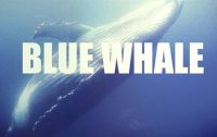 Blue Whale, Anche a Reggio Calabria presunta partecipazione al gioco suicida