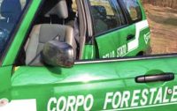 Un bosco di castagno estirpato e distrutto