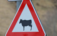 A2 Incidente tra Scilla e Bagnara C. coinvolta una Mucca