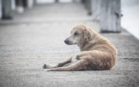 Scilla, Randagismo Pericolo per la Popolazione