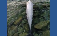 Scilla, a Chianalea ritrovato Delfino