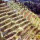 UNESCO: I muretti a secco della Costa Viola nel Patrimonio dell’Umanità